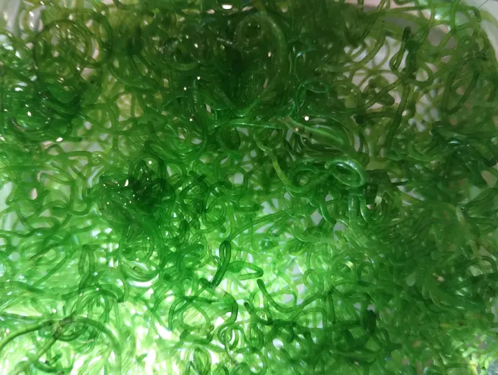 Chaetomorpha Spiralis (Chaeto) Macroalgae — 5g Saltwater Portion