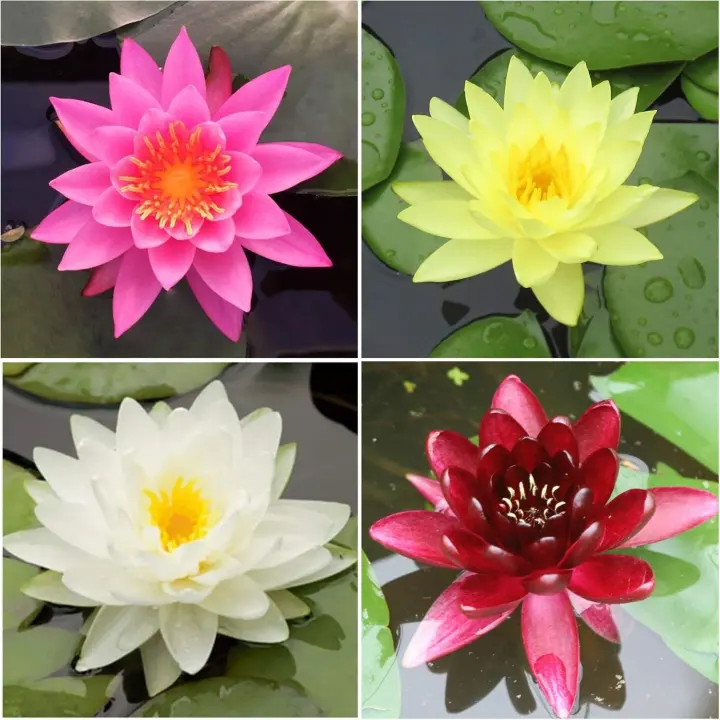Pre-Rooted Hardy Water Lily Rhizome Bundle — 4-Color Pack
