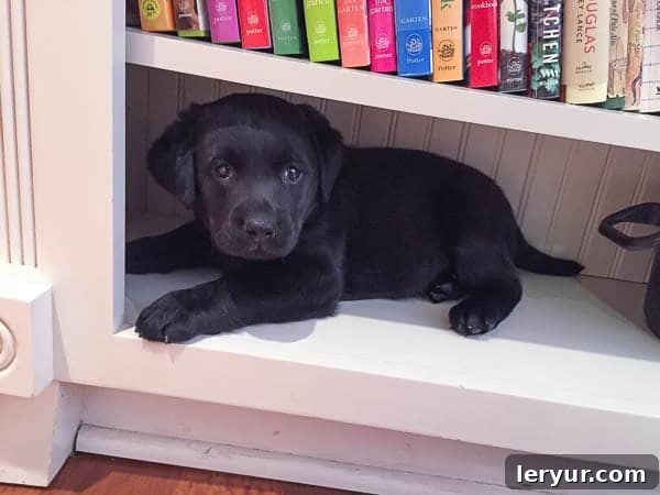Baby Izzy - 8 week old black lab puppy Isabelle