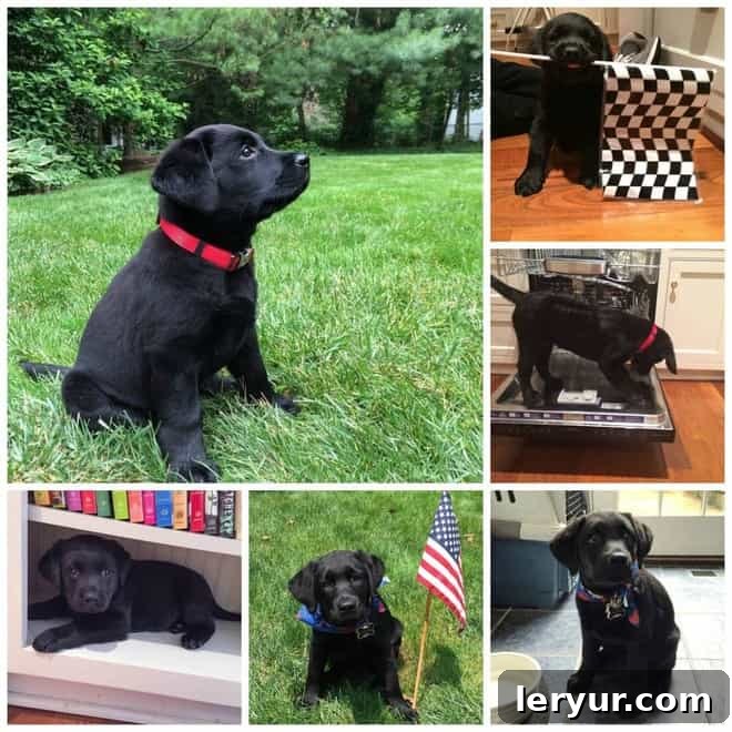A collage of puppy photos, possibly taken during a summer party.