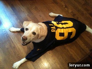 A charming dog wearing a retro football jersey, looking longingly at the camera, hoping for a bite of molten lava cake.
