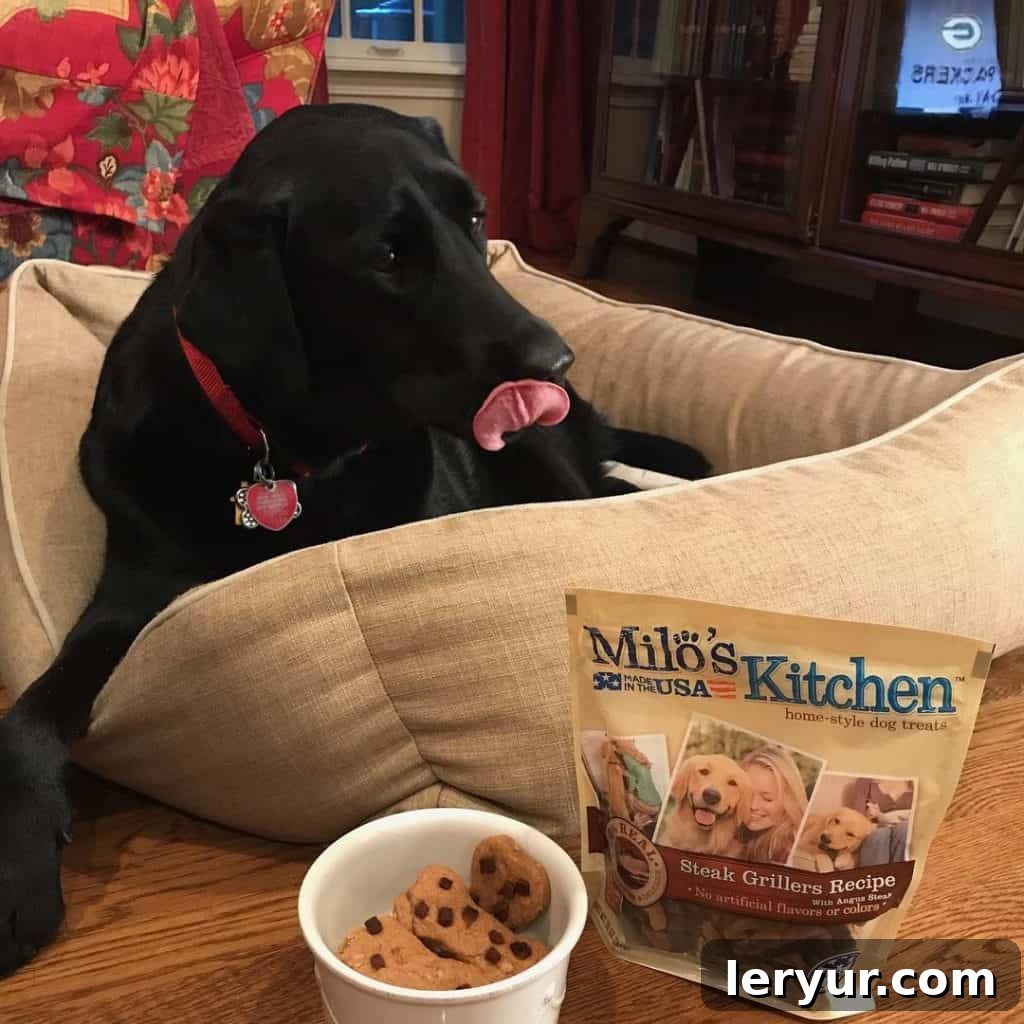 A perfectly placed homemade peanut butter dog bone treat in a simple white dish, with a calm and contented black Labrador retriever resting comfortably in her bed in the soft-focus background.