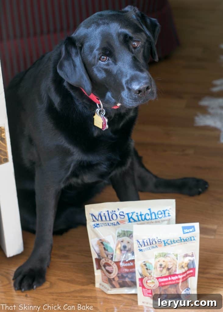 A heartwarming image of a black Labrador retriever, Izzy, looking lovingly at her owner while enjoying a delicious homemade peanut butter dog treat.