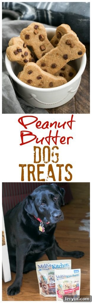 A high-angle shot showcasing a generous spread of freshly baked, golden brown homemade peanut butter dog treats, ready to be devoured by a happy dog.