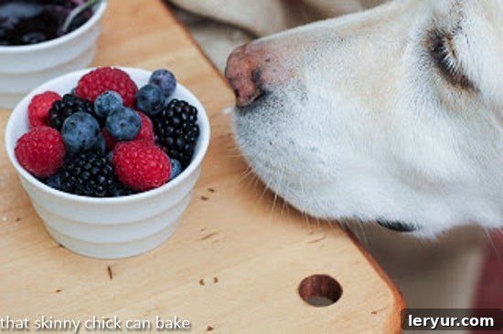 Buttermilk Pancakes with Blueberry Maple Syrup Lambeau, the yellow lab, eagerly observing fresh garnishes for buttermilk pancakes.