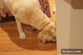 Kitchen during the making of puff pastry pinwheel appetizers A dog diligently licking crumbs off the kitchen floor, providing enthusiastic assistance during the baking process.