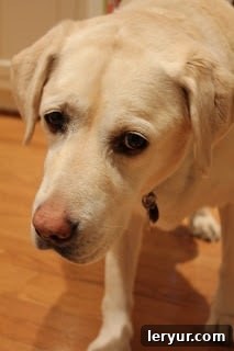 Guest in the kitchen while making puff pastry pinwheels The innocent face of a dog in the kitchen, looking up expectantly amidst the baking activity.