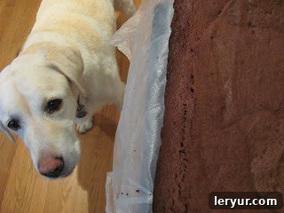 Our beloved dog, Lambeau, looking intently at the camera with a sweet expression.