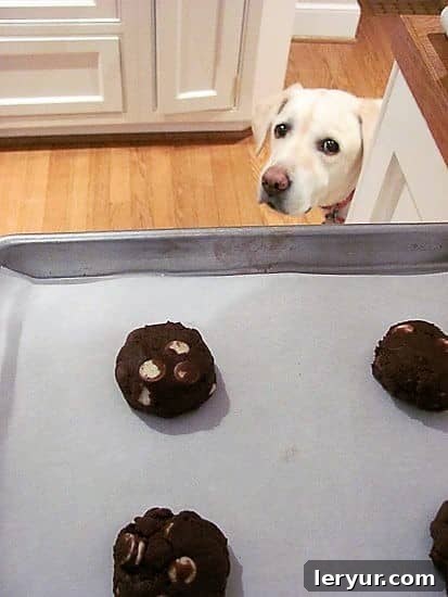 Lambeau, a yellow lab, intently watching the Quadruple Chocolate Cookie dough balls neatly arranged on a baking sheet.