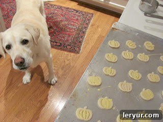 Classic Pumpkin Pie: The Libby's recipe enhanced, with a loyal kitchen helper. Lambeau the lab intently observing pumpkin pie crust cutouts, hoping for a treat.
