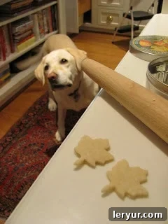 Tips for making the best apple pie recipe Yellow lab looking at the kitchen counter for a treat.