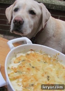 French potato gratin - a rich elegant side dish that even Lambeau can't resist sniffing out! A curious dog, Lambeau, sniffing at a freshly baked French potato gratin on a table, indicating its irresistible aroma.
