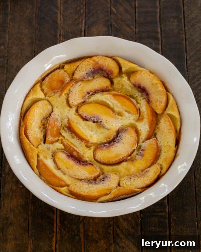 A beautifully baked and golden Peach Clafoutis, puffed high in the dish, cooling before being sliced and enjoyed.