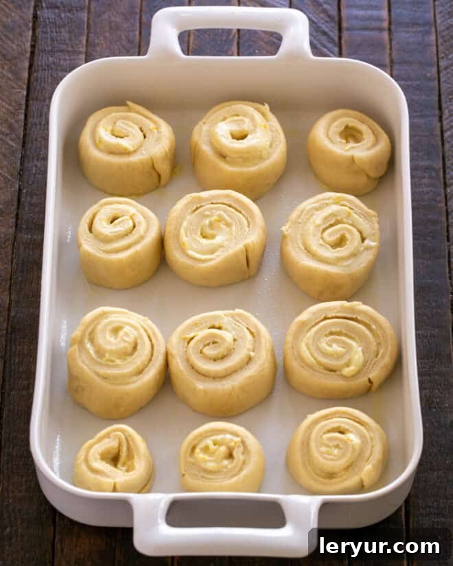 Sliced orange rolls meticulously arranged in a greased 9 x 13-inch baking pan, spaced slightly apart for their second rise.